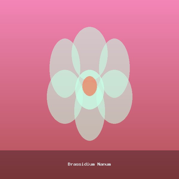 Brassidium Nanum