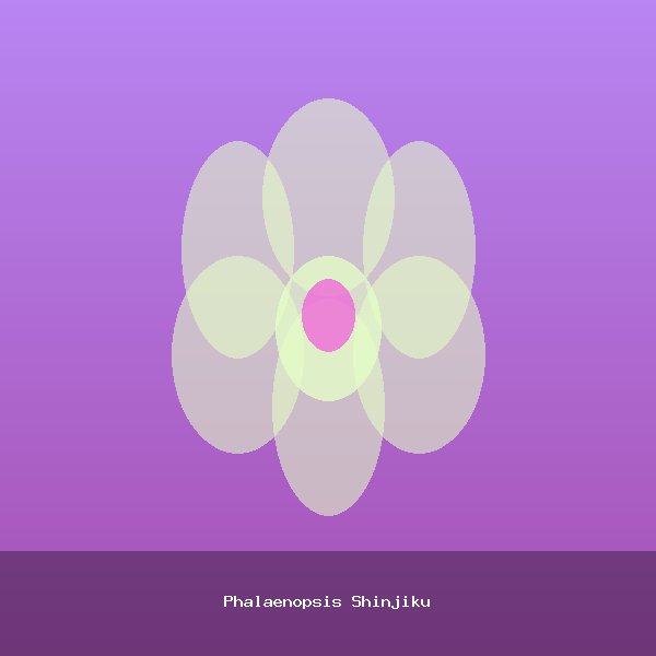 Phalaenopsis Shinjiku