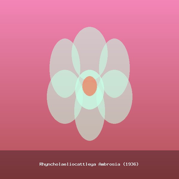 Rhyncholaeliocattleya Ambrosia (1936)