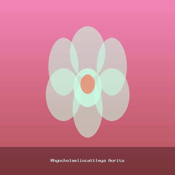 Rhyncholaeliocattleya Aurita