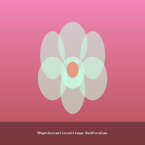 Rhyncholaeliocattleya Bedfordiae
