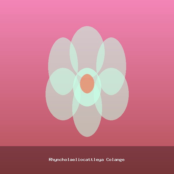 Rhyncholaeliocattleya Colange