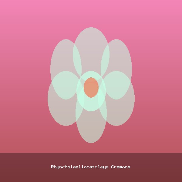 Rhyncholaeliocattleya Cremona