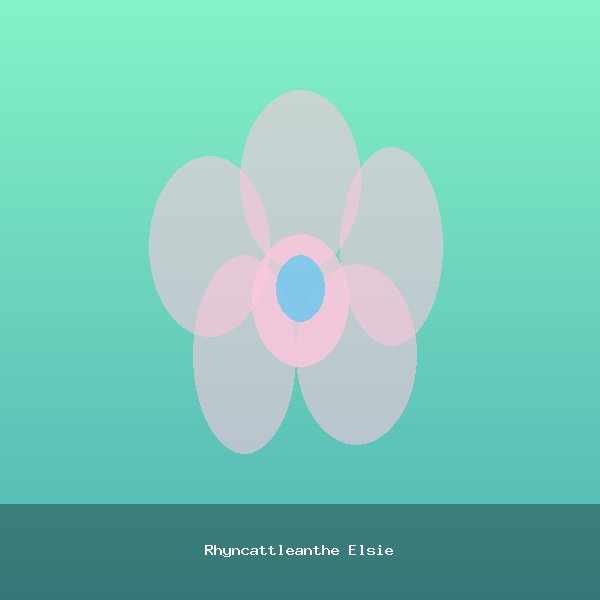 Rhyncattleanthe Elsie