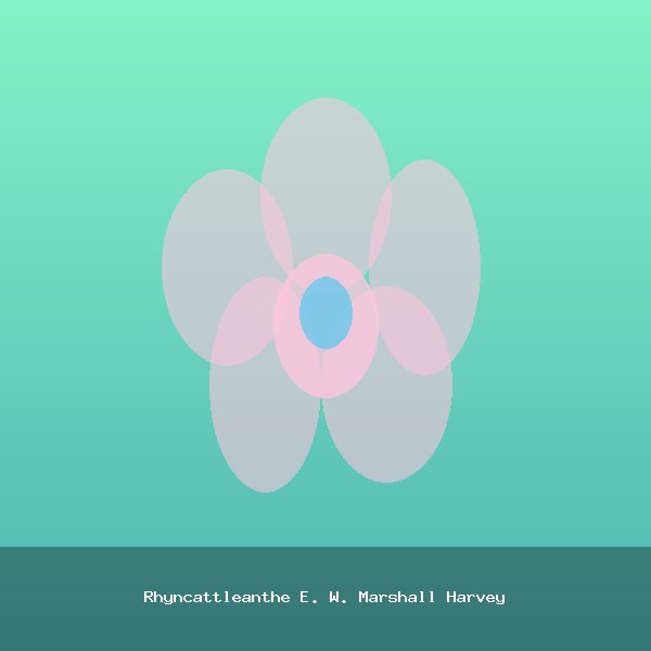 Rhyncattleanthe E. W. Marshall Harvey