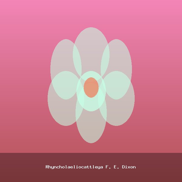Rhyncholaeliocattleya F. E. Dixon