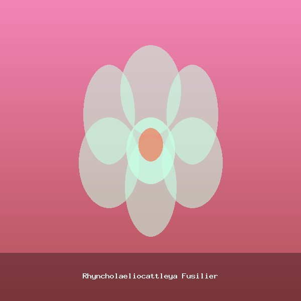 Rhyncholaeliocattleya Fusilier