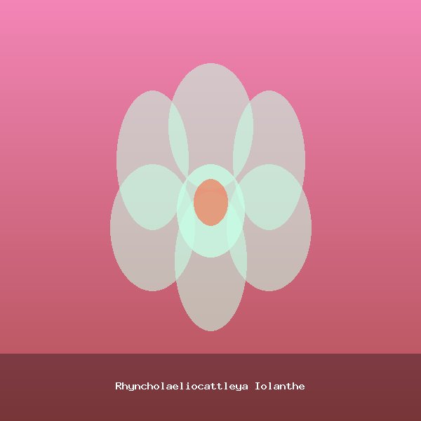 Rhyncholaeliocattleya Iolanthe