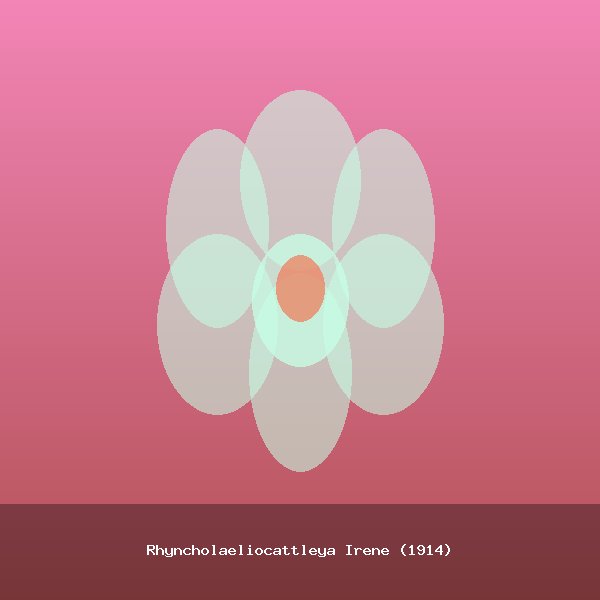 Rhyncholaeliocattleya Irene (1914)