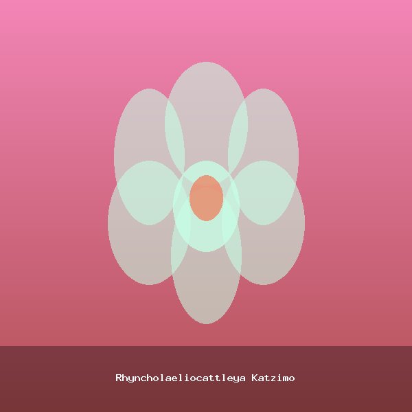 Rhyncholaeliocattleya Katzimo