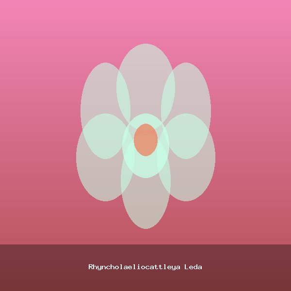 Rhyncholaeliocattleya Leda