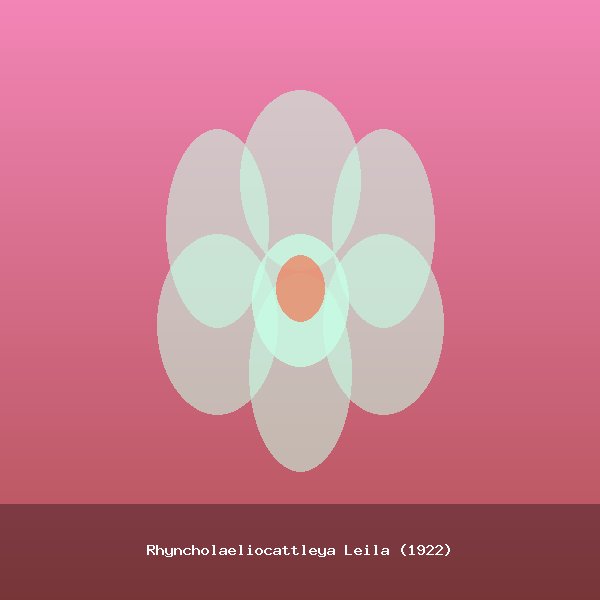 Rhyncholaeliocattleya Leila (1922)