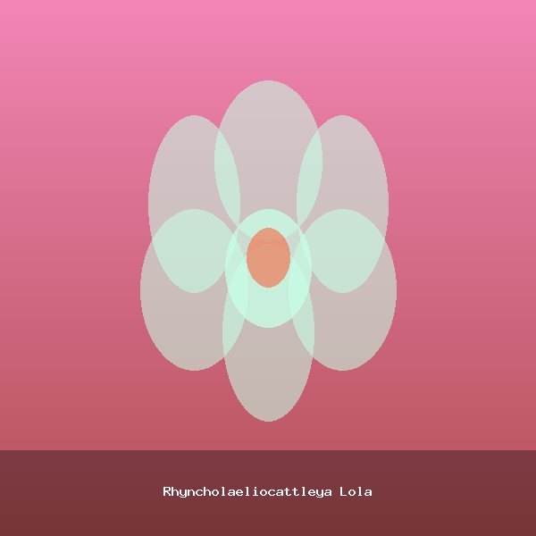 Rhyncholaeliocattleya Lola