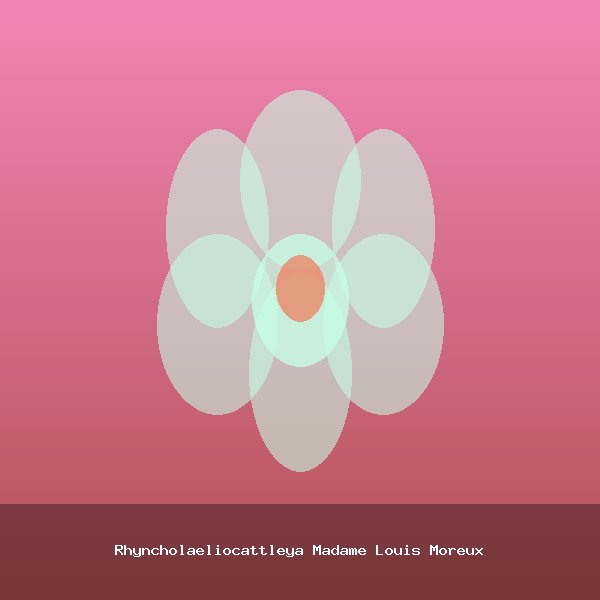 Rhyncholaeliocattleya Madame Louis Moreux