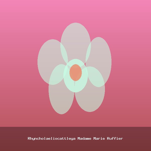 Rhyncholaeliocattleya Madame Marie Ruffier