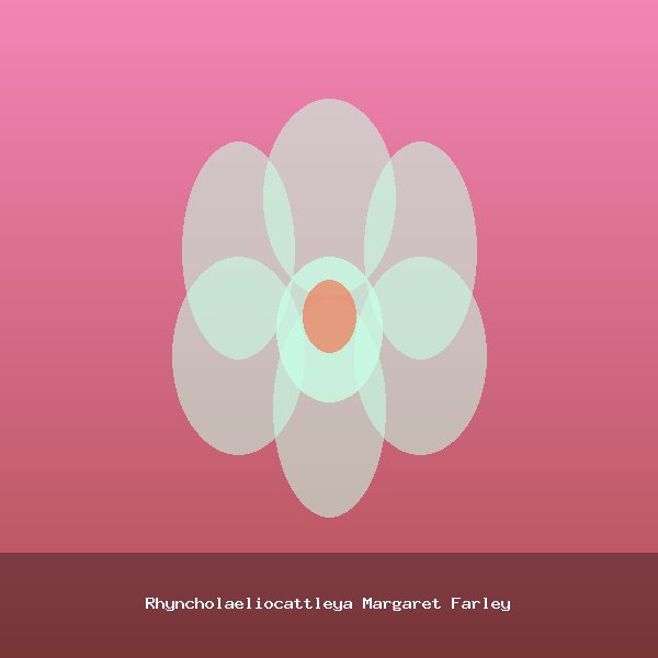 Rhyncholaeliocattleya Margaret Farley