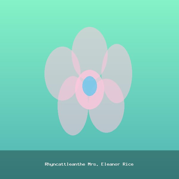 Rhyncattleanthe Mrs. Eleanor Rice
