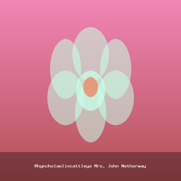 Rhyncholaeliocattleya Mrs. John Netherway