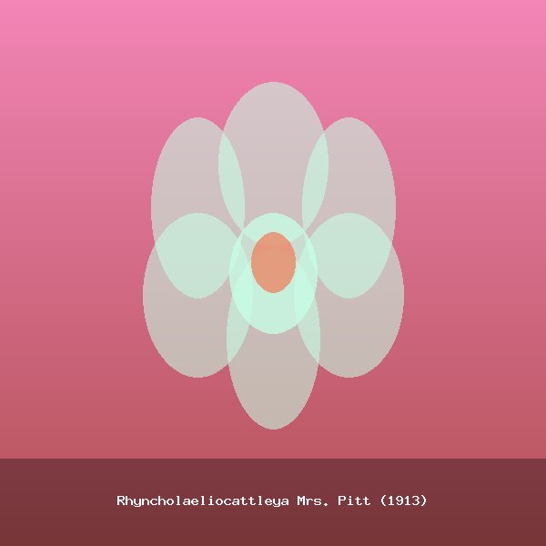 Rhyncholaeliocattleya Mrs. Pitt (1913)