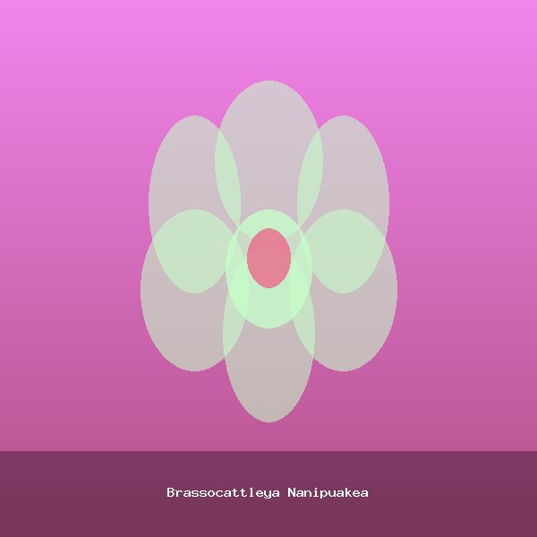 Brassocattleya Nanipuakea