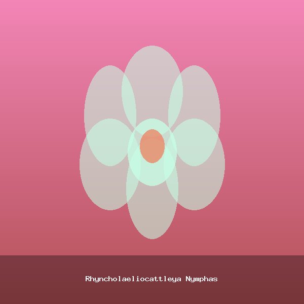 Rhyncholaeliocattleya Nymphas