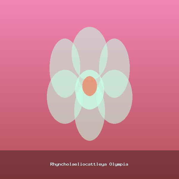 Rhyncholaeliocattleya Olympia