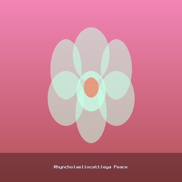 Rhyncholaeliocattleya Peace