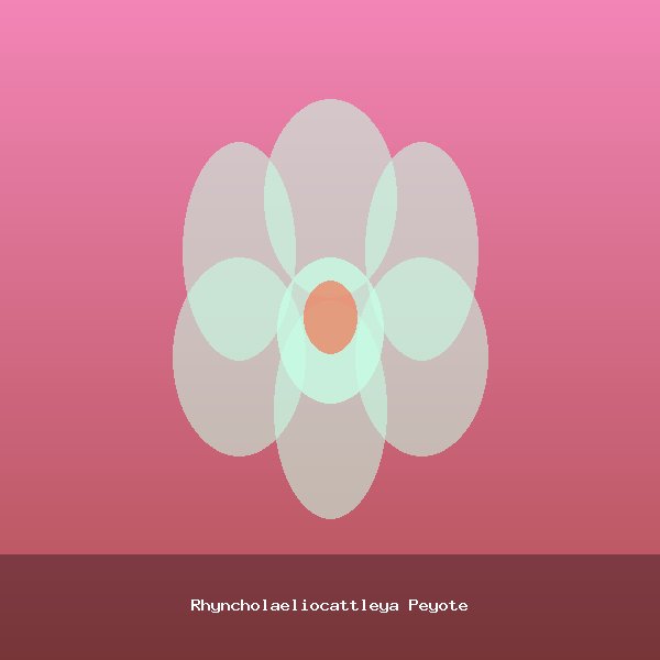 Rhyncholaeliocattleya Peyote