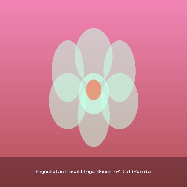 Rhyncholaeliocattleya Queen of California