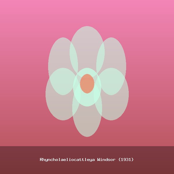 Rhyncholaeliocattleya Windsor (1931)