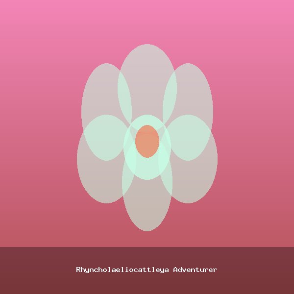 Rhyncholaeliocattleya Adventurer