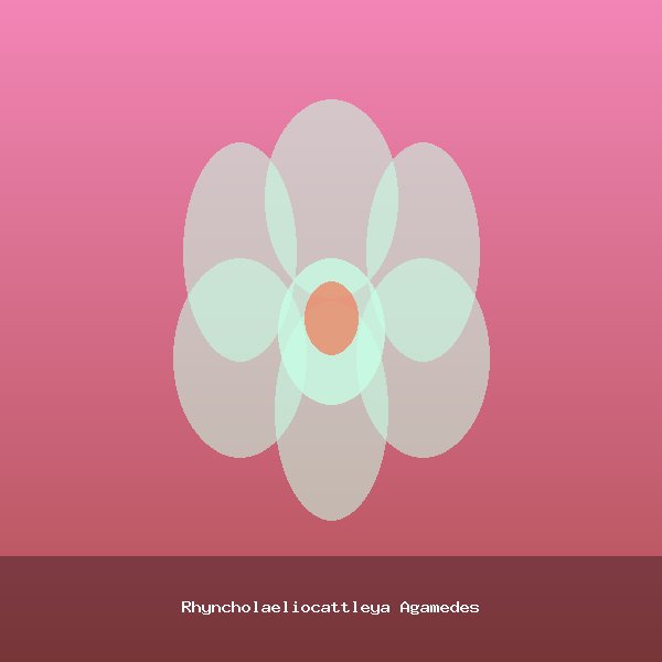 Rhyncholaeliocattleya Agamedes
