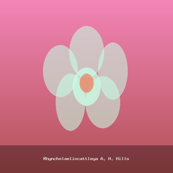 Rhyncholaeliocattleya A. H. Hills