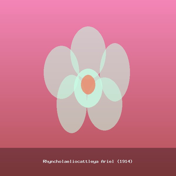 Rhyncholaeliocattleya Ariel (1914)