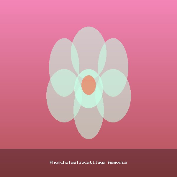 Rhyncholaeliocattleya Asmodia