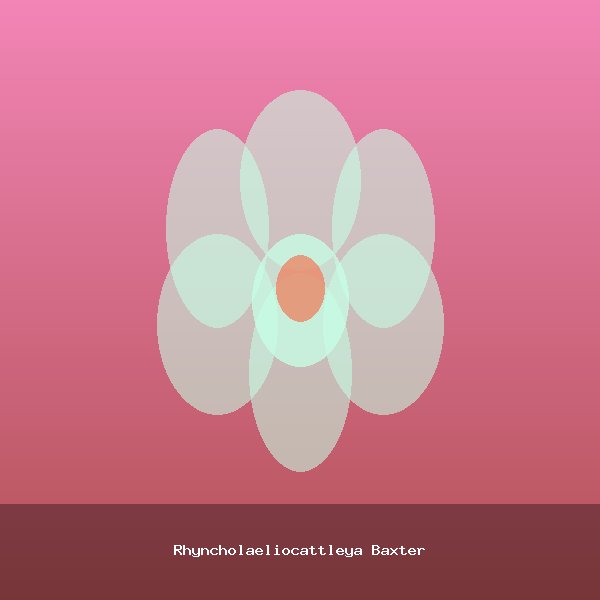 Rhyncholaeliocattleya Baxter