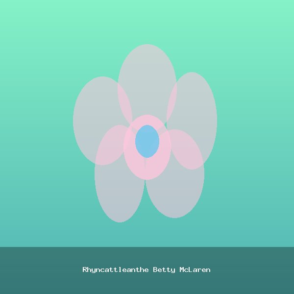 Rhyncattleanthe Betty McLaren
