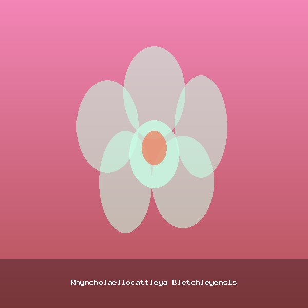 Rhyncholaeliocattleya Bletchleyensis