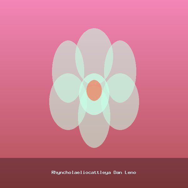 Rhyncholaeliocattleya Dan Leno