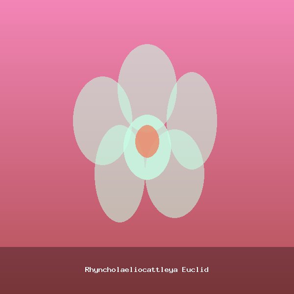 Rhyncholaeliocattleya Euclid