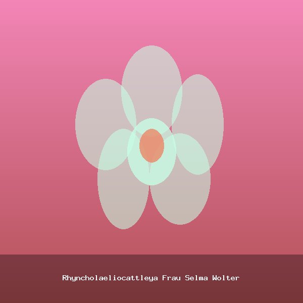 Rhyncholaeliocattleya Frau Selma Wolter