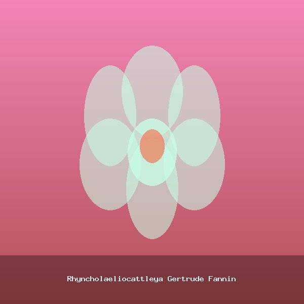 Rhyncholaeliocattleya Gertrude Fannin