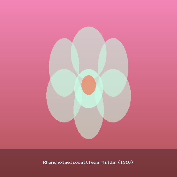 Rhyncholaeliocattleya Hilda (1916)