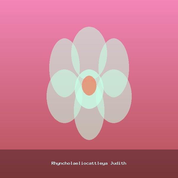 Rhyncholaeliocattleya Judith