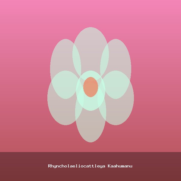 Rhyncholaeliocattleya Kaahumanu