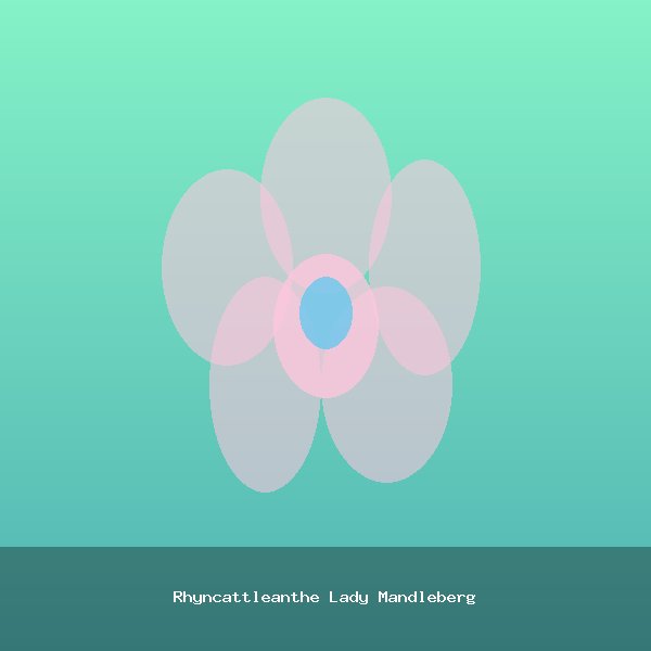 Rhyncattleanthe Lady Mandleberg