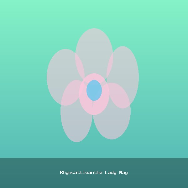 Rhyncattleanthe Lady May