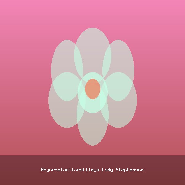 Rhyncholaeliocattleya Lady Stephenson