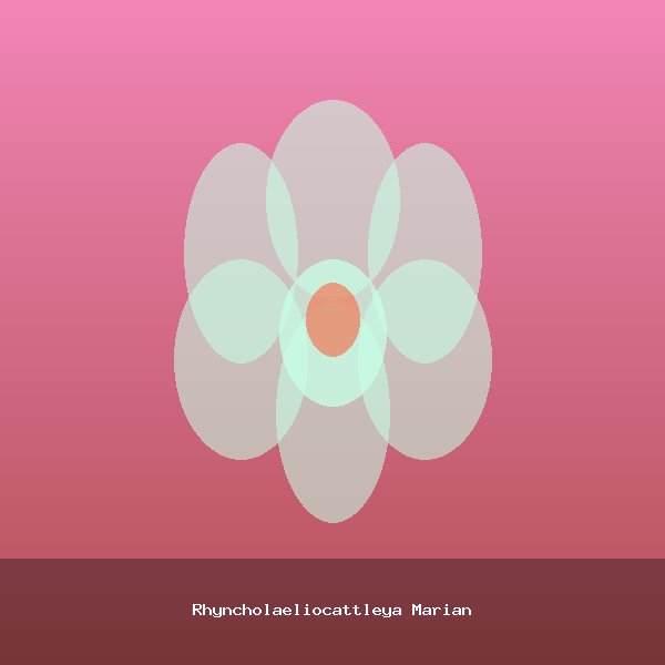 Rhyncholaeliocattleya Marian