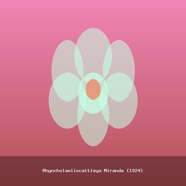 Rhyncholaeliocattleya Miranda (1924)